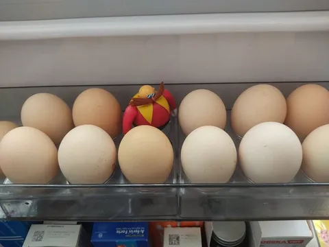 Птица среди яиц