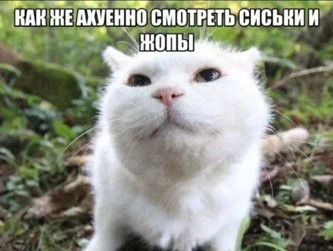 Кот смотрит на сиськи и жопы