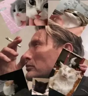 Мужчина среди котиков