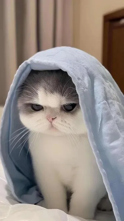 Кот под одеялом