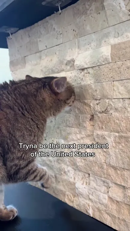 Cat Running for President