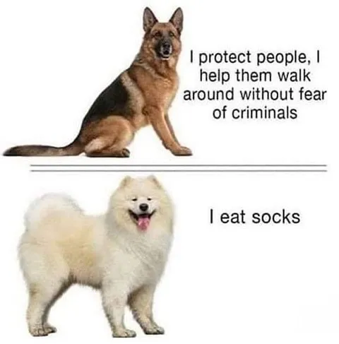 Protective Dog Eats Socks