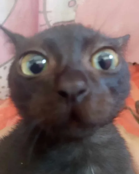 Ошарашенный чёрный кот
