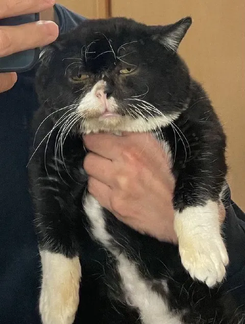 Недовольный кот на руках