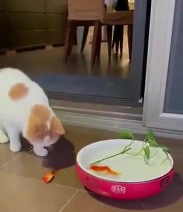 Собака украла рыбок у котёнка