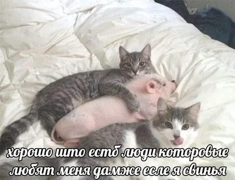 Кошки любят даже свинью
