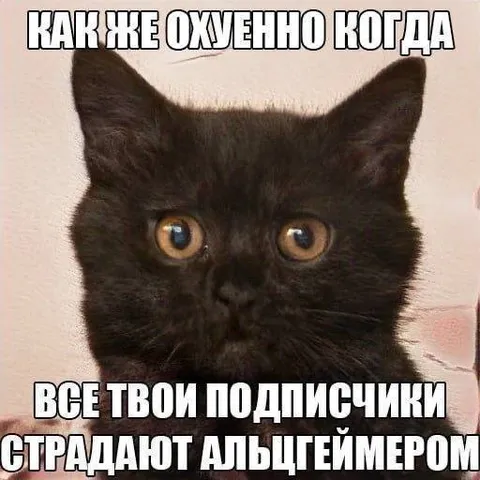 Кот и альцгеймер подписчиков
