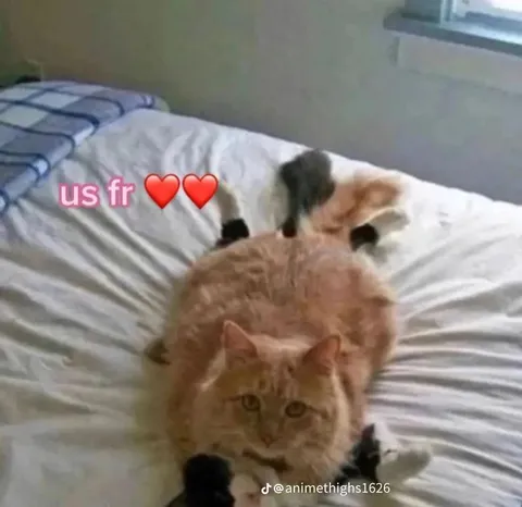 Us Fr Cat Hug