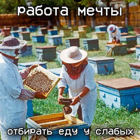 Работа мечты у пчёл