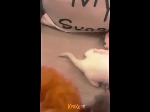 Cats Turn Into Medieval Warriors