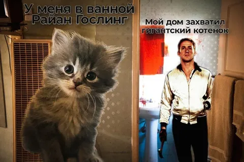 Райан Гослинг и гигантский котенок