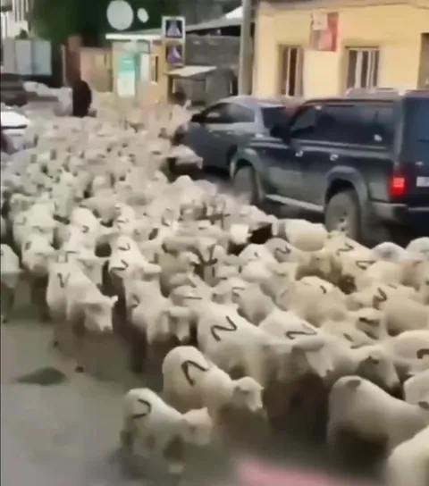 Овцы идут на спецоперацию