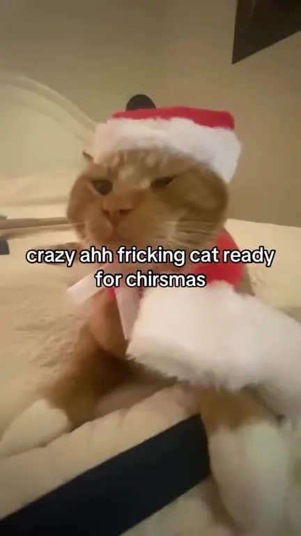 Crazy Cat Ready for Chirsmas