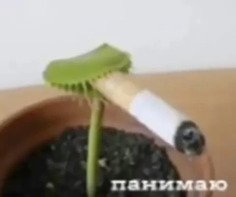 Венерина мухоловка всё понимает
