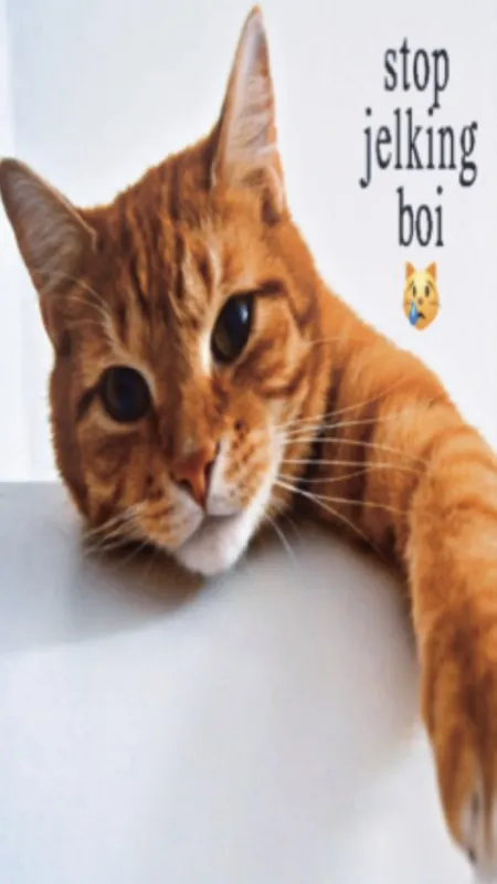 Stop Jelking Boi Cat