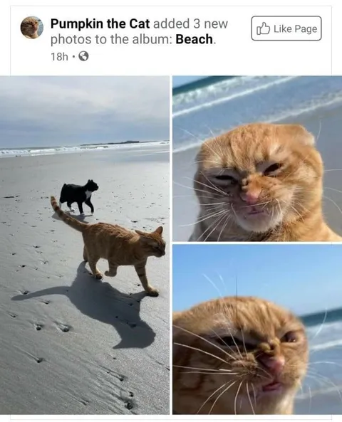 Кот Пампкин на пляже
