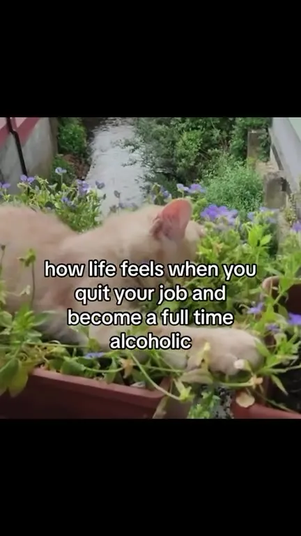 Full-Time Alcoholic Kitten