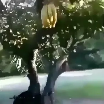 Банан внезапно падает с дерева