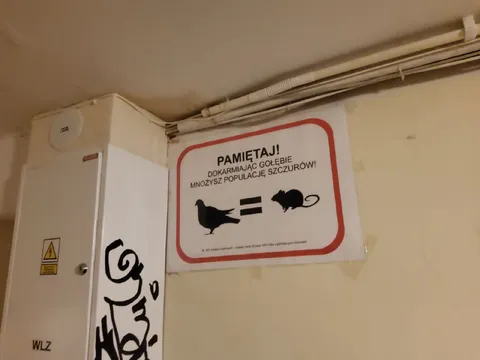 Karmienie gołębi mnoży szczury