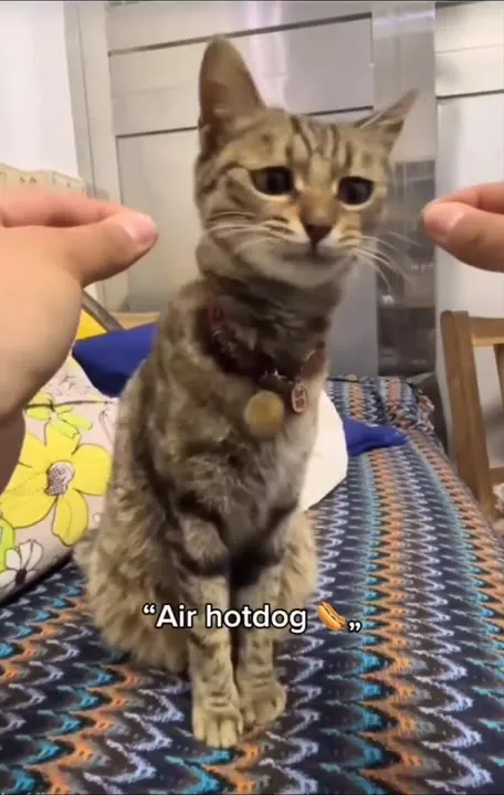 Cat Realizes It Is Air Hotdog