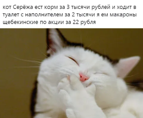 Кот Серёжа и макароны