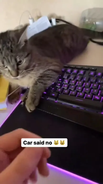 Cat Says No to the Keyboard