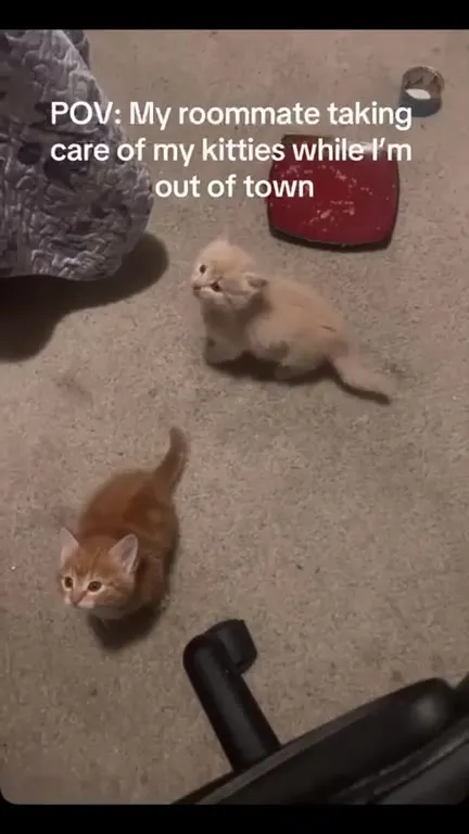 Roommate Takes Care of Kittens