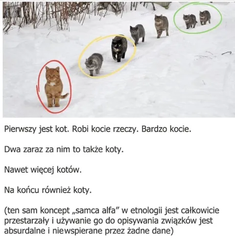Koty idące po śniegu