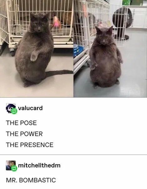 Mr. Bombastic Cat Pose