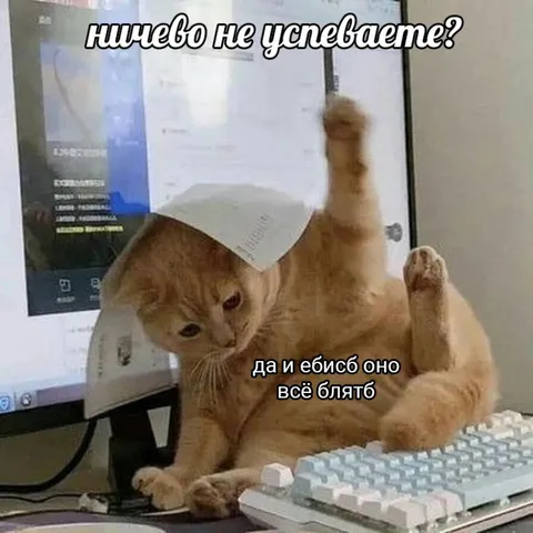 Кот, которому всё надоело