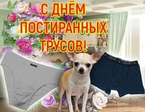 С Днём постиранных трусов
