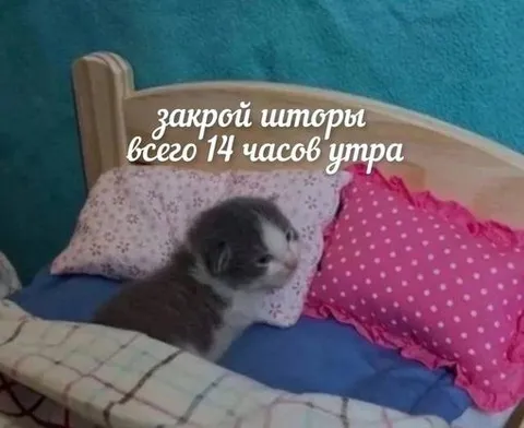 Котёнок спит до двух дня