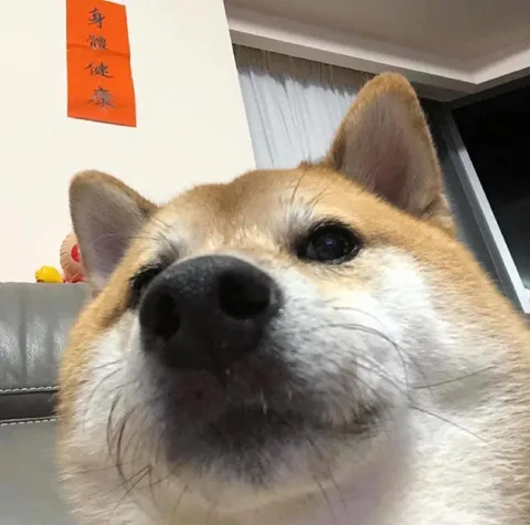 超近距离柴犬自拍