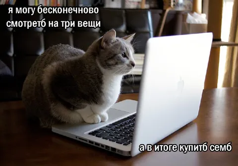 Кот бесконечно смотрит на ноутбук