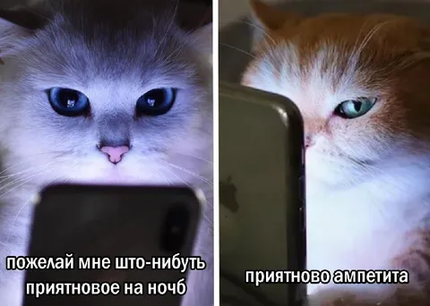 Коты желают приятной ночи