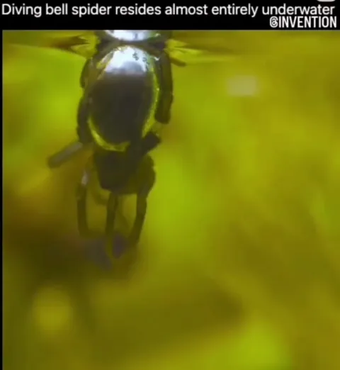 Diving Bell Spider Underwater