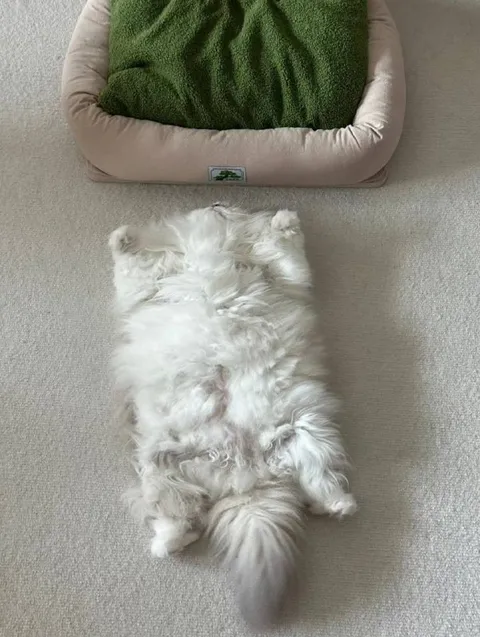 Котёнок лежит вверх лапами