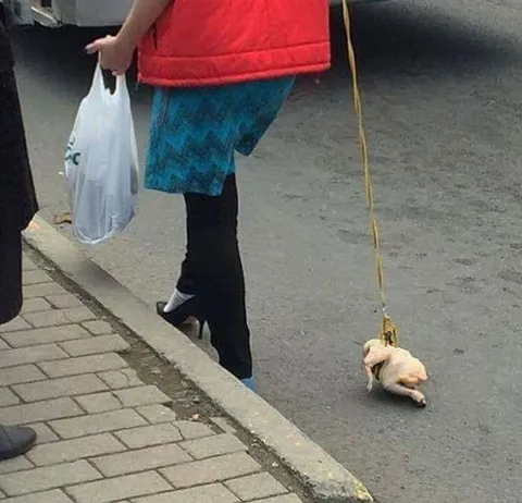 Женщина выгуливает курицу