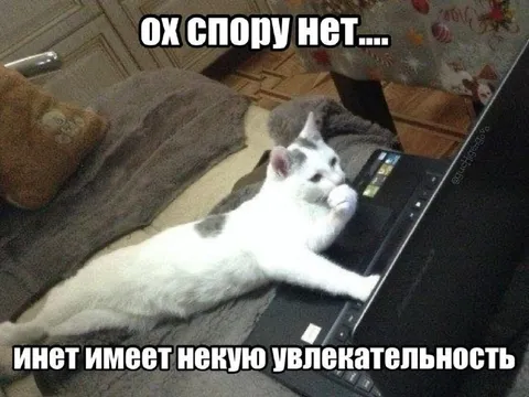 Коту не до споров