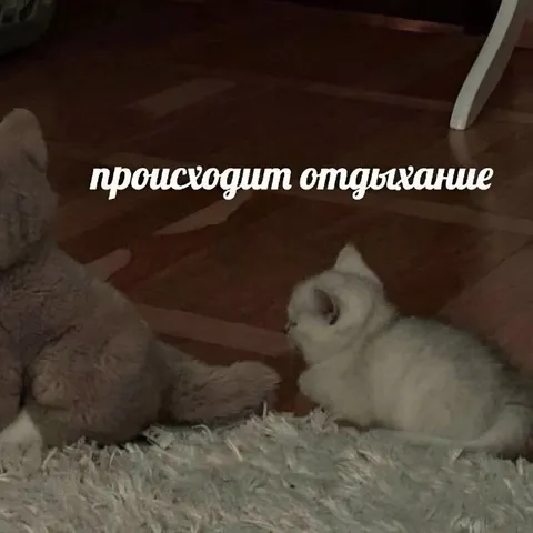 Происходит отдыхание с котёнком