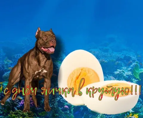 С днём яичка в кругляшку