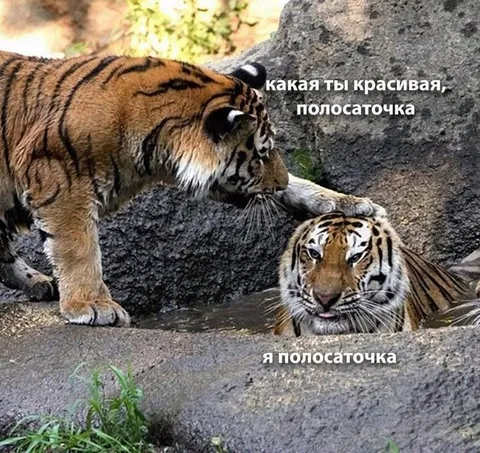 Какая ты красивая полосаточка