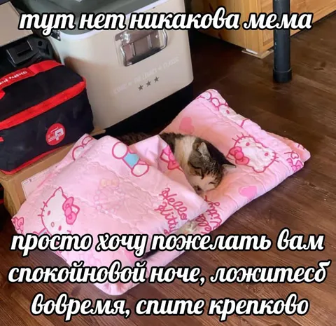 Котик желает спокойной ночи