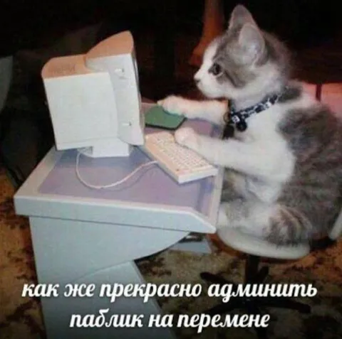 Кот админит паблик на перемене