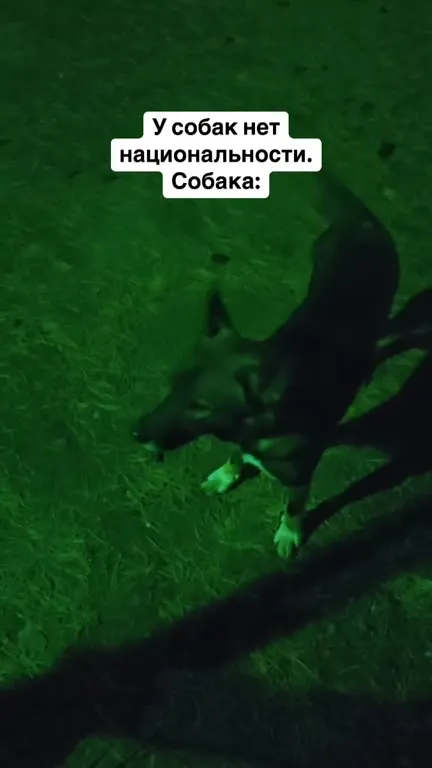 Собака без национальности