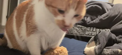 Котик с игрушкой на кровати