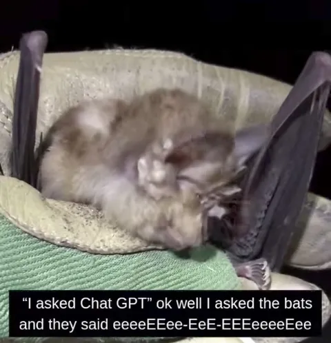 I Asked the Bats