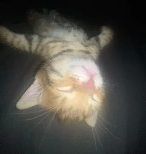 Перевёрнутый спящий котёнок