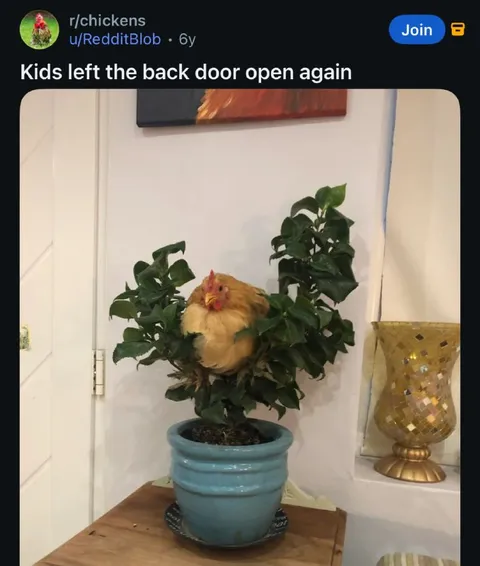 Kids Left the Back Door Open