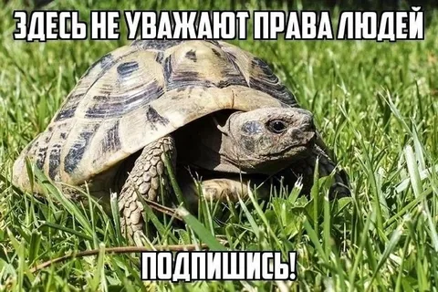 Черепаха не уважает права людей